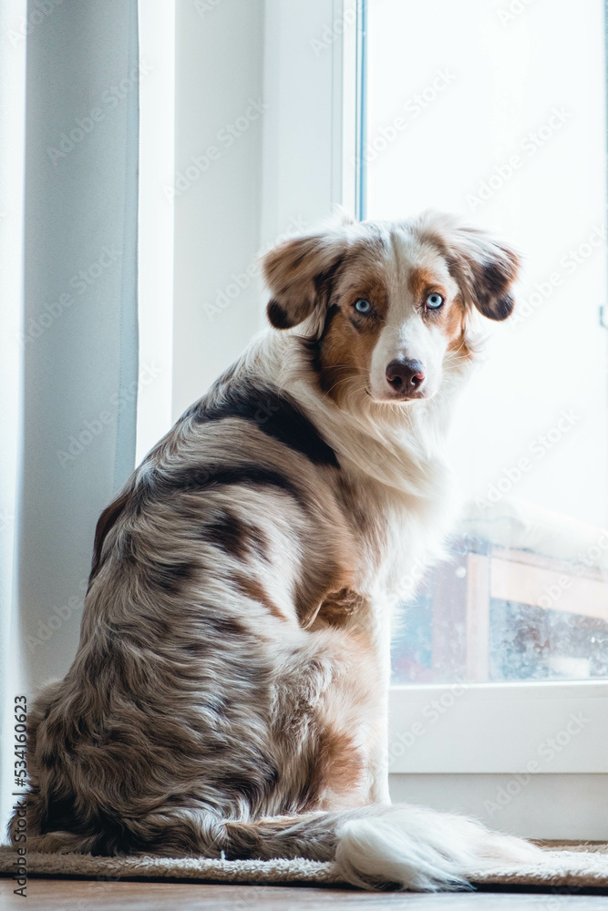 Australian Shepherd