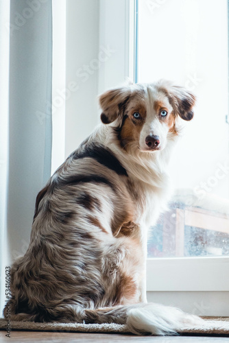 Obraz na płótnie Australian Shepherd w salonie