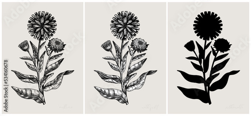 Collage style herbs vector illustration. Herbal plants and flowers sketches. Trendy floral design with botanical hand drawings. For print, poster, wall art, cards in vintage style. Calendula design