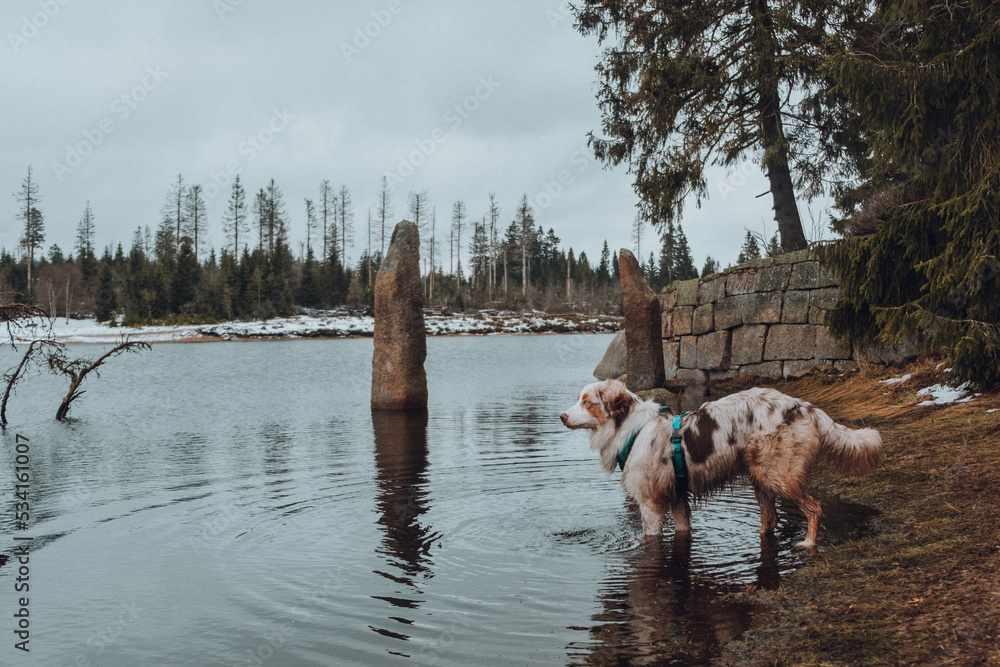 Australian Shepherd