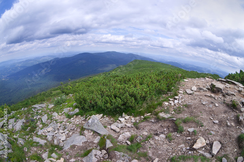 Mountain pine, view of mountains © POL1KV