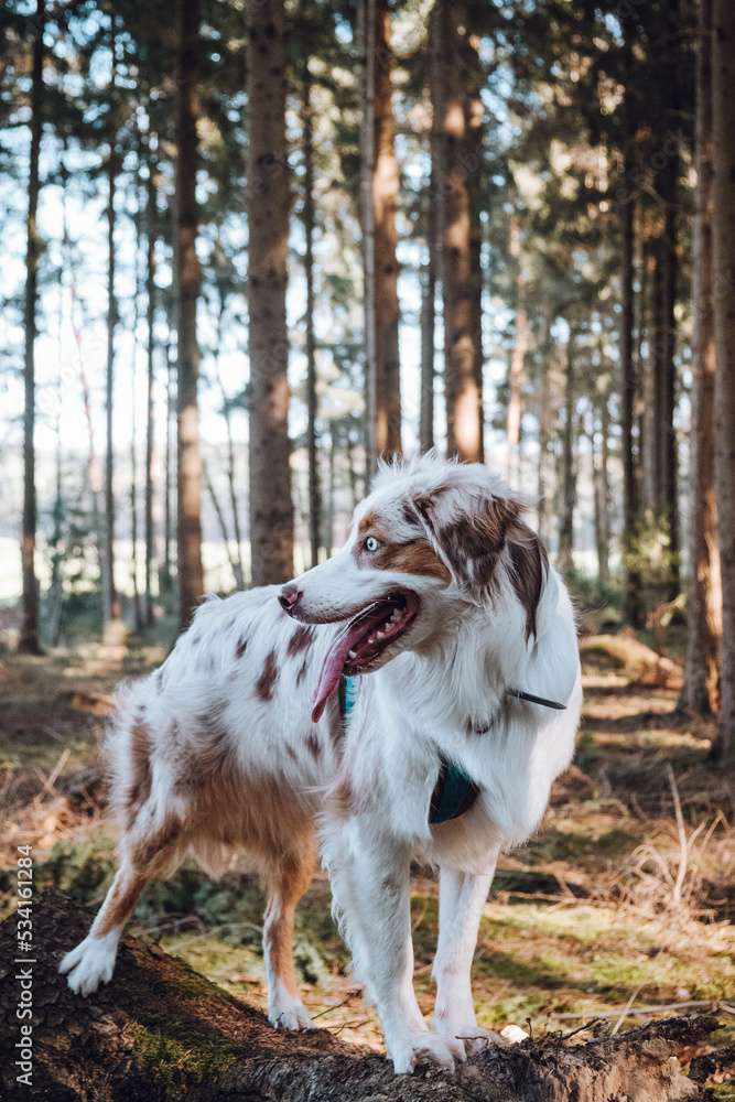 Australian Shepherd
