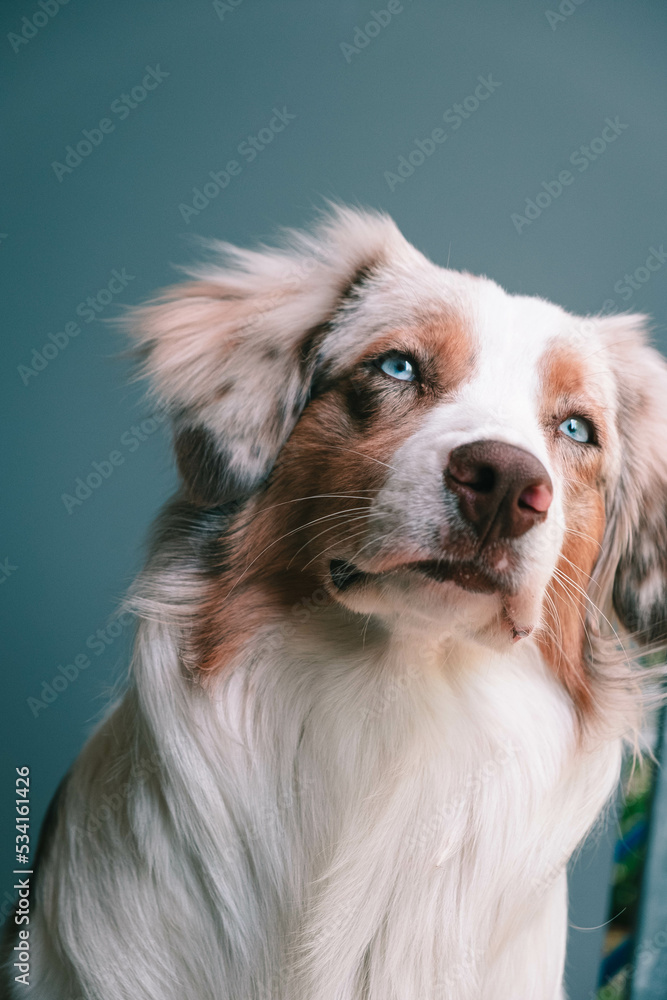 Australian Shepherd