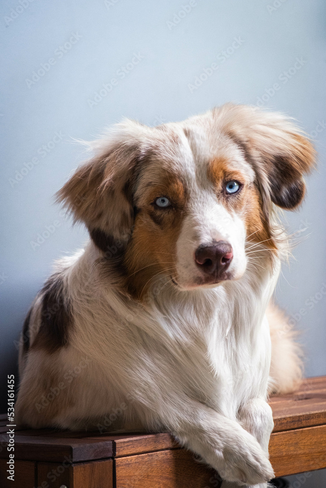 Australian Shepherd