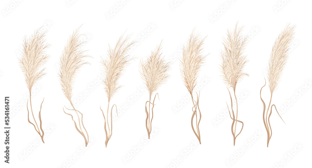 Pampas grass, dry Boho flower plants and floral feather plumes, vector blossoms. Pampas grass or reed plants with leaves, Japanese dried flower foliage with plume branches, interior floral decor - obrazy, fototapety, plakaty 