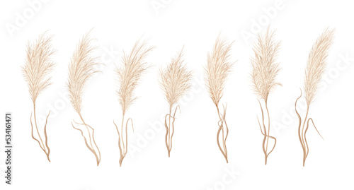 Pampas grass, dry Boho flower plants and floral feather plumes, vector blossoms. Pampas grass or reed plants with leaves, Japanese dried flower foliage with plume branches, interior floral decor photo