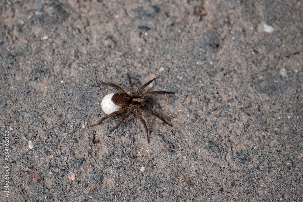 Large spider on the background of asphalt. Close-up. Selective focus.