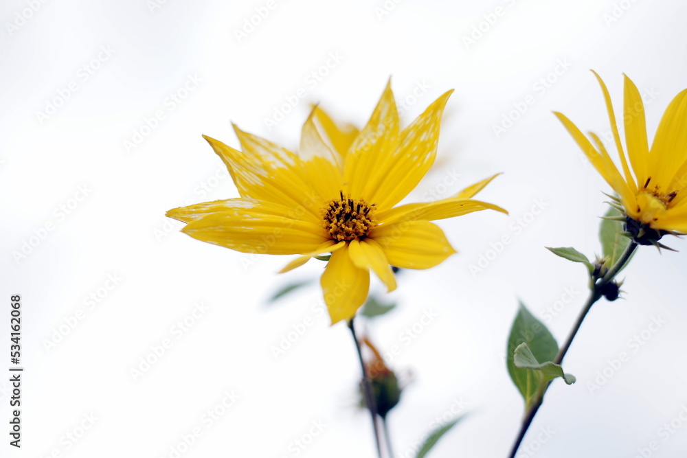 Słonecznik polny żółty kwiat jesienny ozdoba łąk pól i ogrodów - obrazy, fototapety, plakaty 