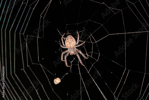 The spider sits in the center of the web on a black background. Close-up. Selective focus.