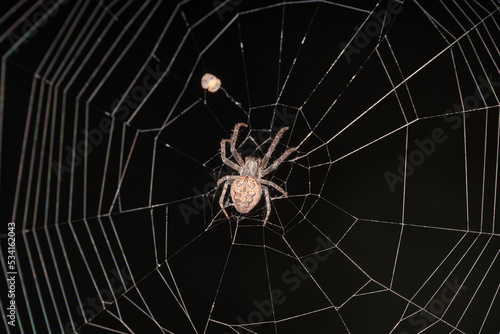 The spider sits in the center of the web on a black background. Selective focus.