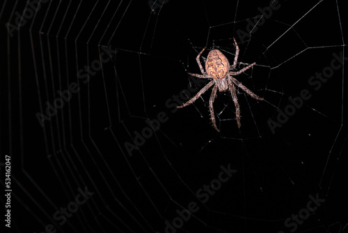 The spider sits in the center of the web on a black background. Close-up. Selective focus.