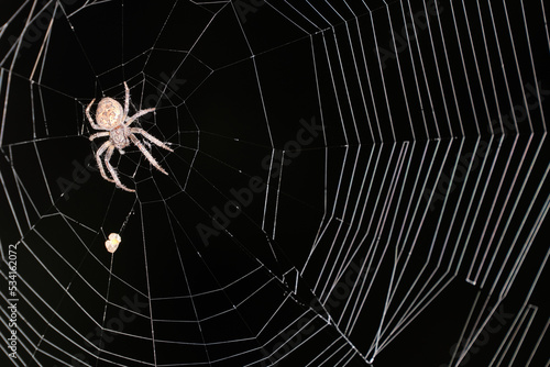 The spider sits in the center of the web on a black background. Selective focus.
