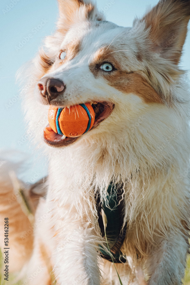 Australian Shepherd