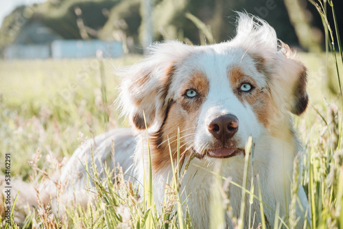 Obraz na płótnie Australian Shepherd w salonie