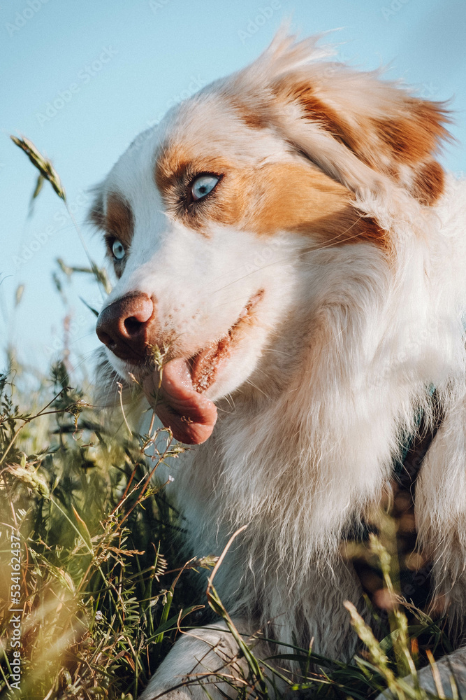 Australian Shepherd