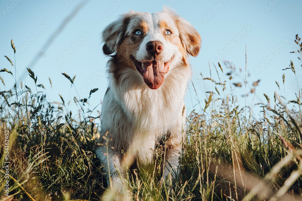 Australian Shepherd