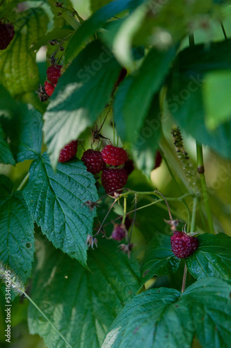 raspberries  maliny  poslkie maliny  p    ne maliny  maliny w ogrodzie  