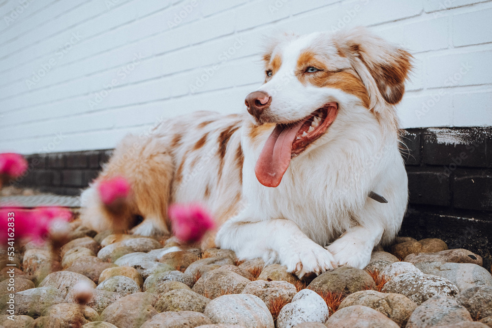 Australian Shepherd