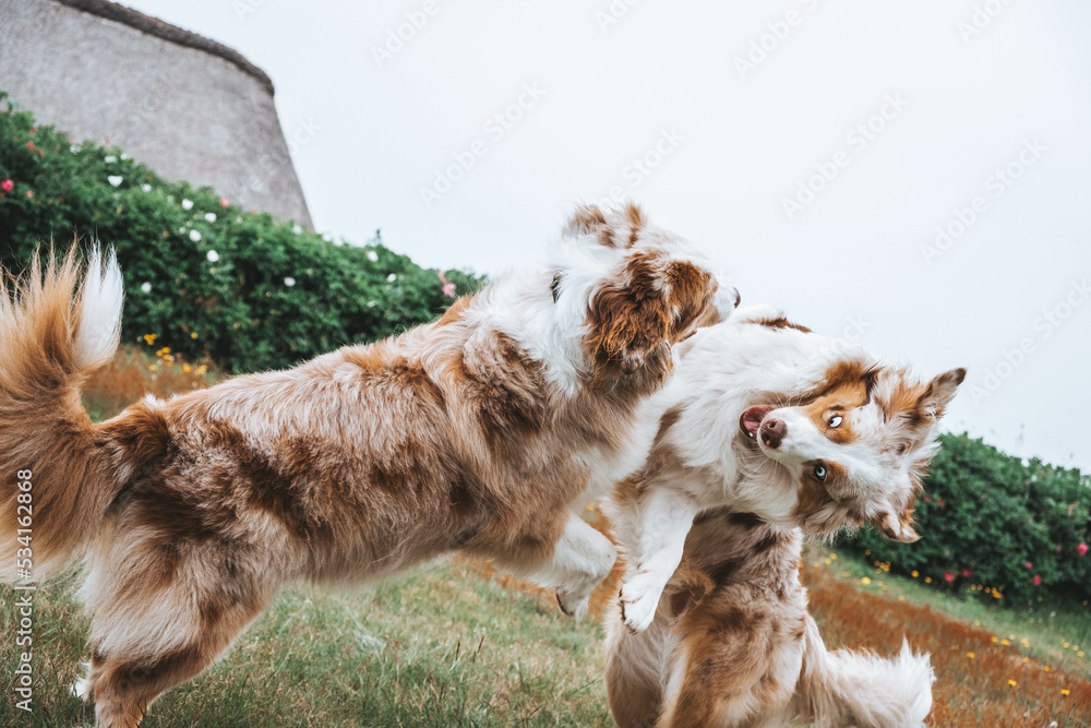 Australian Shepherd