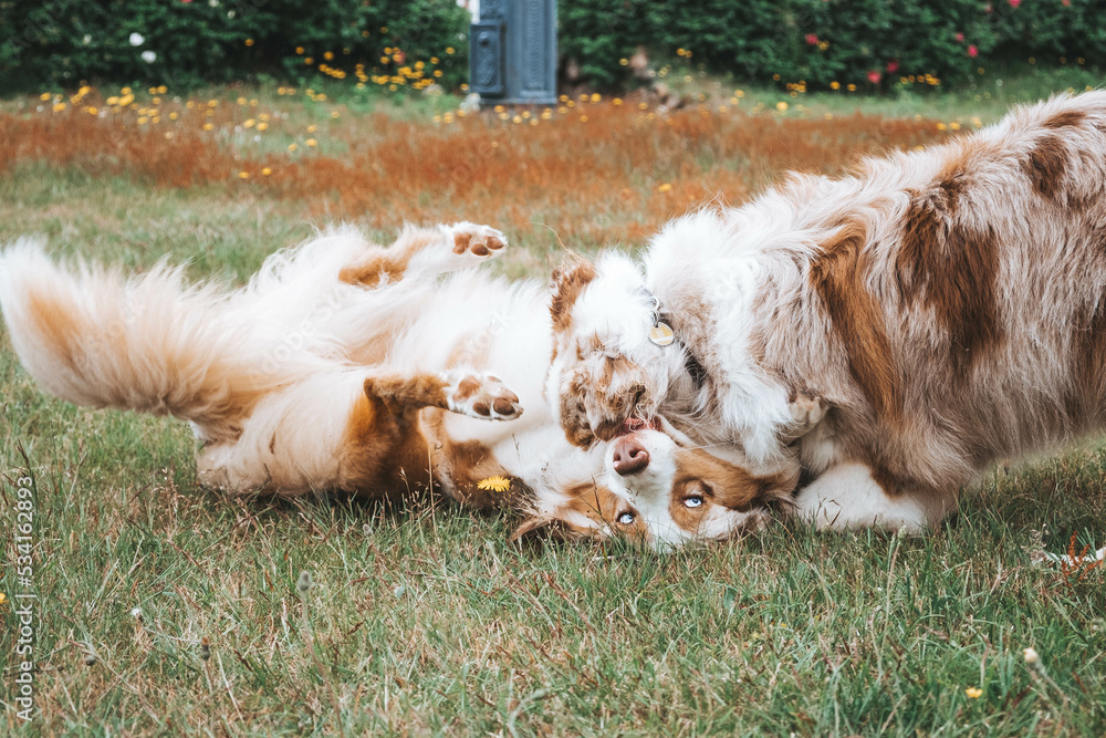 Australian Shepherd