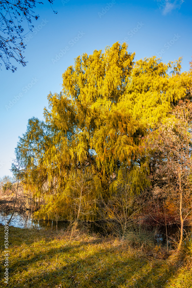 Green bald cypress tree in the Parc Floral in Bordeaux, France Green bald cypress tree in the Parc Floral in Bordeaux, France