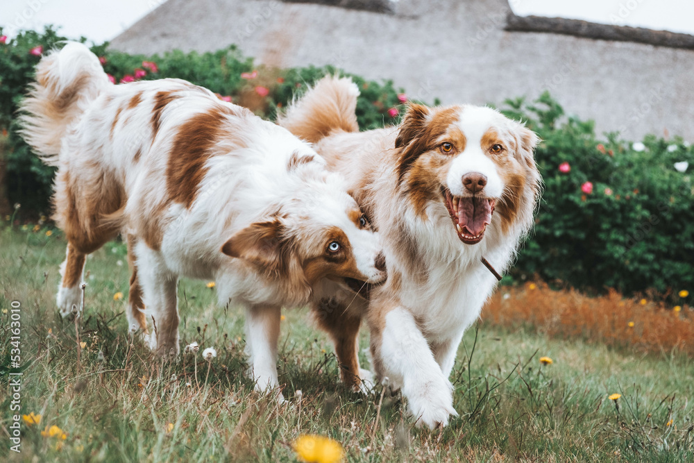 Australian Shepherd