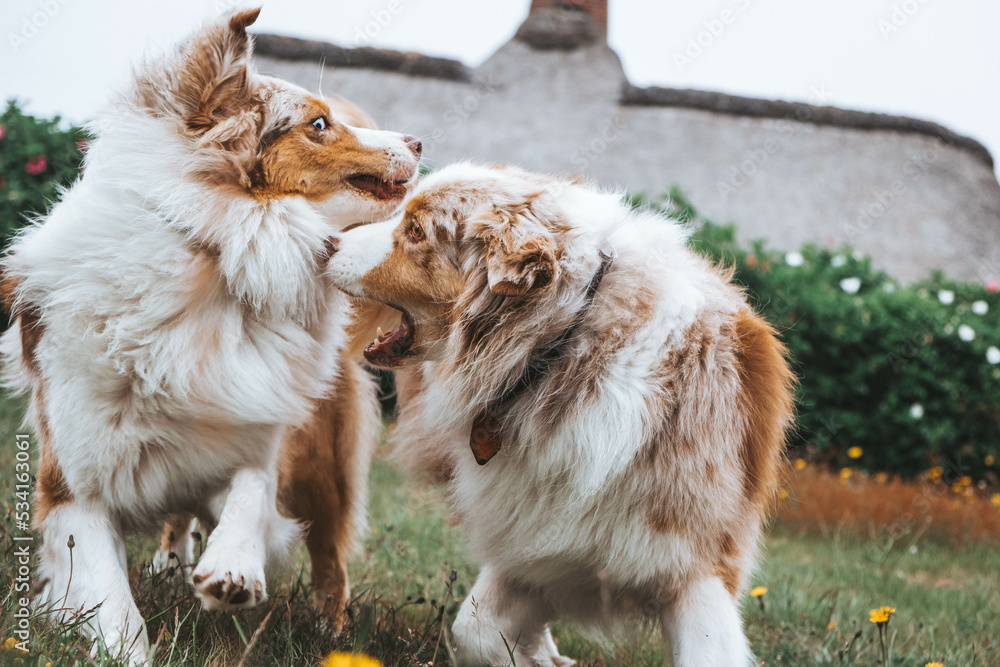 Australian Shepherd