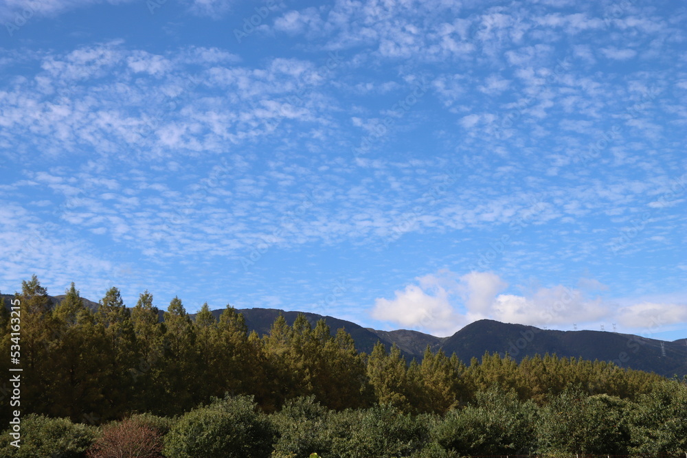 Obraz premium メタセコイア並木ｉｎ滋賀