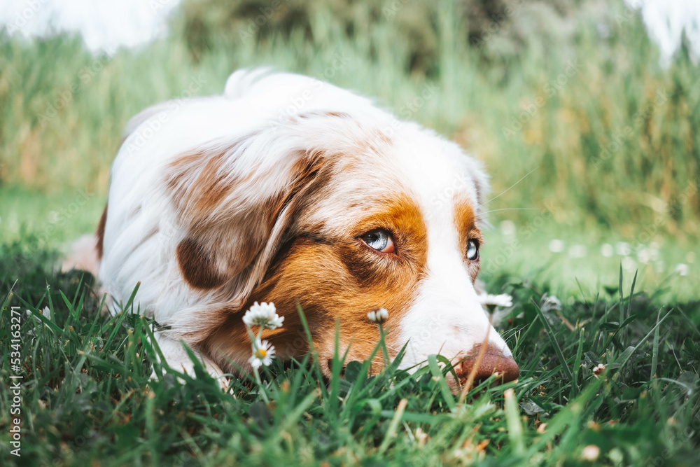 Australian Shepherd