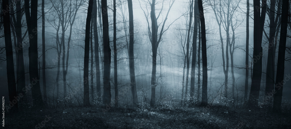 dark fantasy forest panorama - obrazy, fototapety, plakaty 