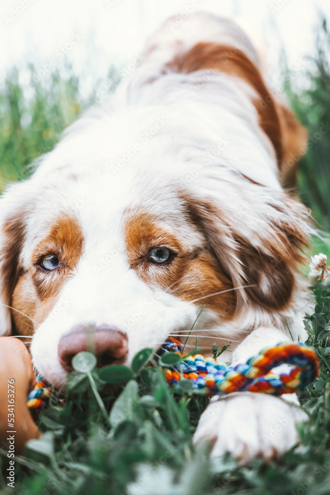 Australian Shepherd
