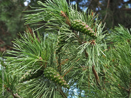 Pine branch with cones close-up in the Kislovodsk National Park. Kislovodsk  North Caucasus  Russia.
