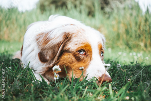 Obraz na płótnie Australian Shepherd w salonie