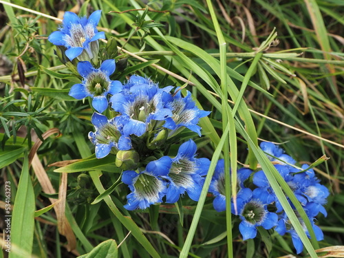 Gentian flowers (Gentiana sino-ornata) close-up in the Kislovodsk National Park. Kislovodsk, North Caucasus, Russia.