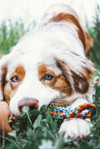 Obraz na płótnie Australian Shepherd w salonie