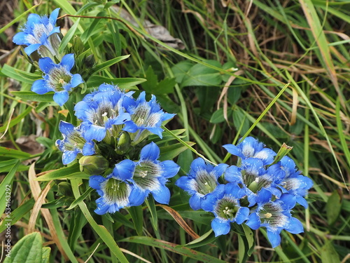 Gentian flowers (Gentiana sino-ornata) close-up in the Kislovodsk National Park. Kislovodsk, North Caucasus, Russia.