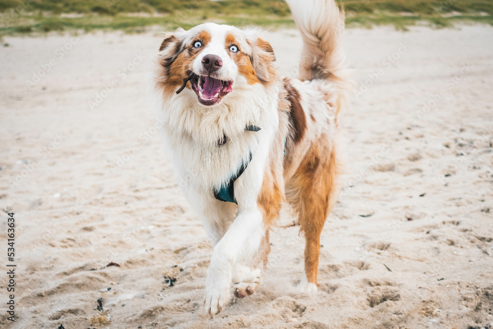 Australian Shepherd