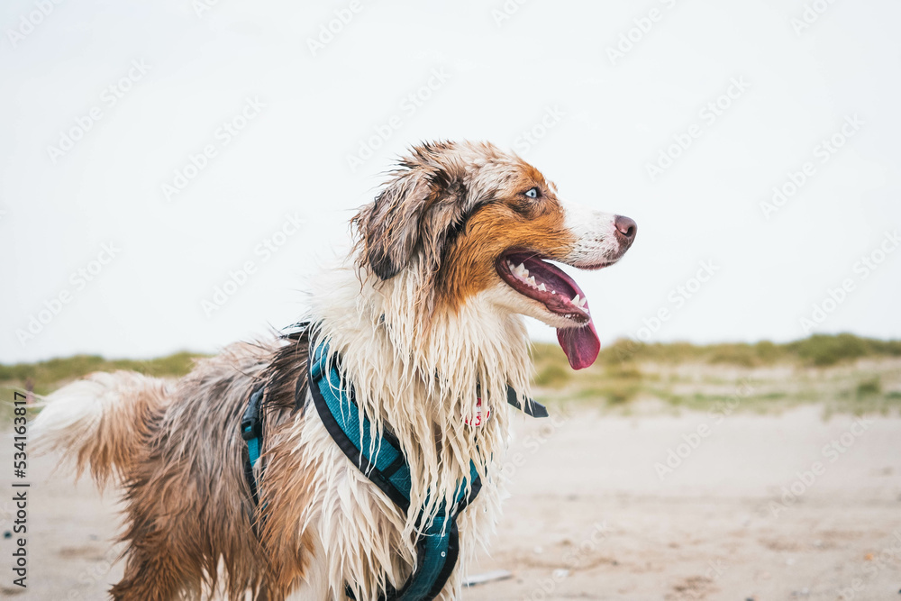 Australian Shepherd