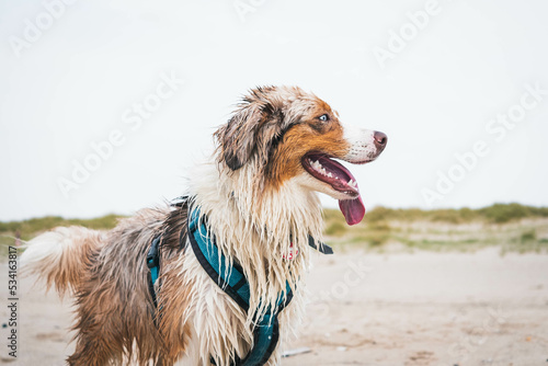Obraz na płótnie Australian Shepherd w salonie