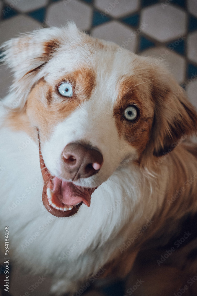 Australian Shepherd
