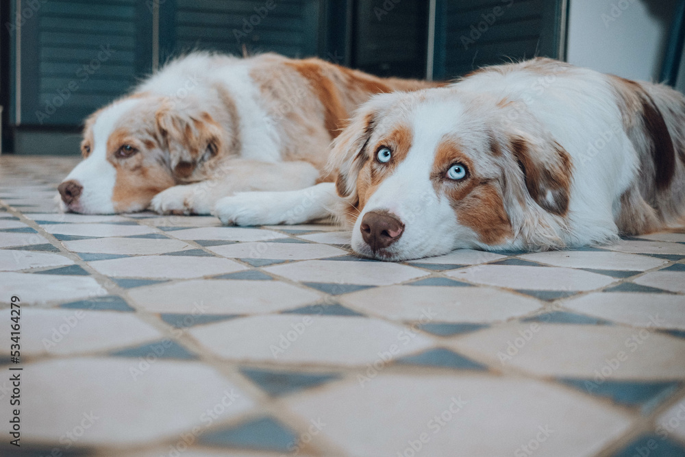 Australian Shepherd