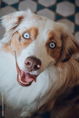 Obraz na płótnie Australian Shepherd w salonie