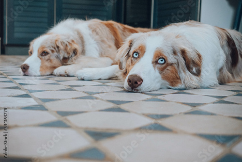 Obraz na płótnie Australian Shepherd w salonie