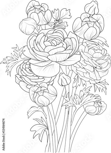isolate botanical branch of leaves collection bouquets of ranunculus flower coloring page vector sketch engraved ink art  