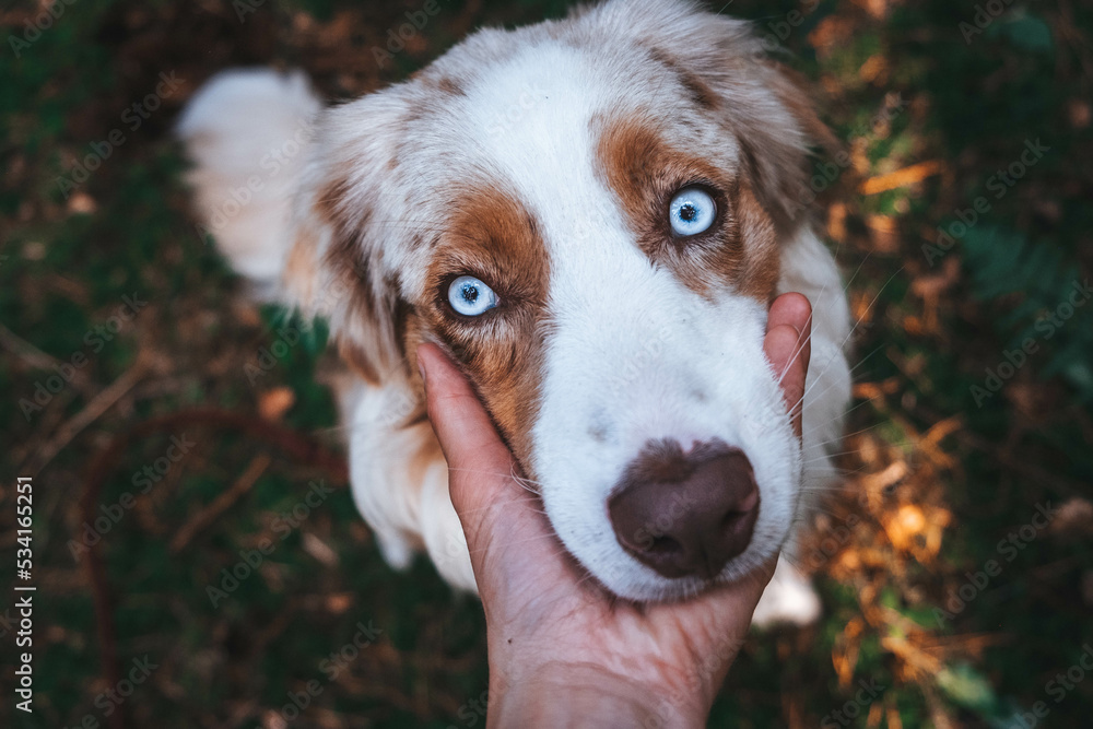 Australian Shepherd