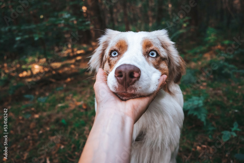 Obraz na płótnie Australian Shepherd w salonie