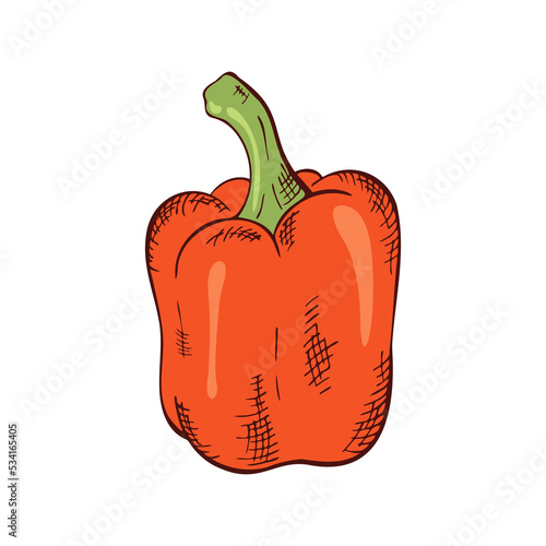 bulgarian pepper in color, hand drawing, hatching