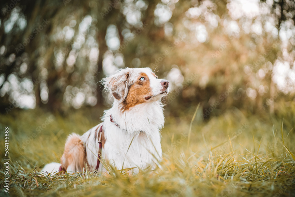 Australian Shepherd
