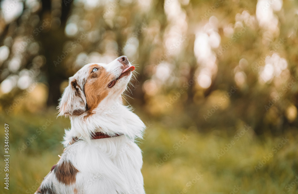 Red Merle Australian Shepherd im Herbst