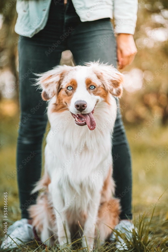 Red Merle Australian Shepherd im Herbst